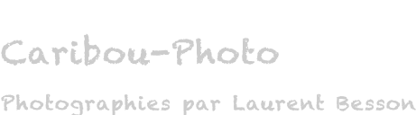Caribou-Photo.fr : Photographies par Laurent Besson